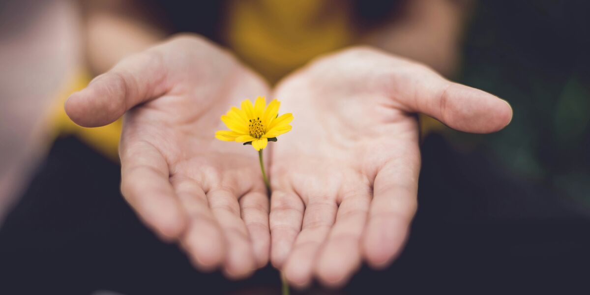 Hands holding a flower representing giving and hope
